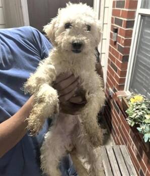 Poodle Dogs Available for Adoption - A651826 | PetCurious