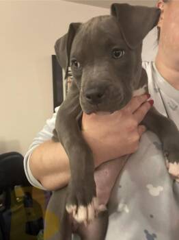 Pit Bull Terrier Dogs Available for Adoption - Brutus | PetCurious