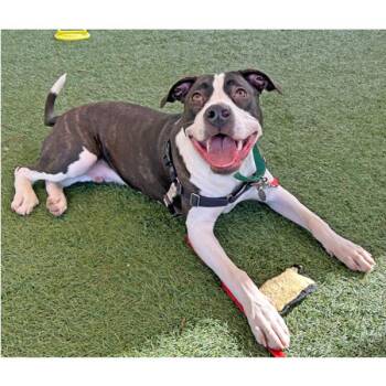 Kai -  American Bulldog and American Staffordshire Terrier Dog for Adoption in Walnut Creek, California - Kai | PetCurious