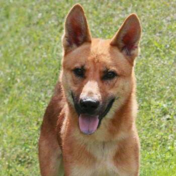 CT Carl -  Carolina Dog and Shepherd Dog for Adoption in Eastford, Connecticut - CT Carl | PetCurious