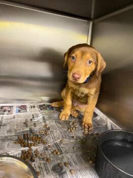 Remy -  Mixed Breed and Labrador Retriever Dog for Adoption in Jackson, Tennessee - Remy | PetCurious