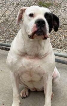 Rescue Pit Bull Terrier Dogs for Adoption in Newburg, Missouri - Nofka | PetCurious