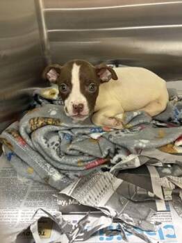 Turtle Cove -  Pit Bull Terrier and Mixed Breed Dog for Adoption in Westland, Michigan - Turtle Cove | PetCurious