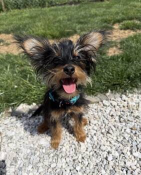 Yorkshire Terrier Dogs Available for Adoption in Philadelphia, Pennsylvania - Bowser | PetCurious