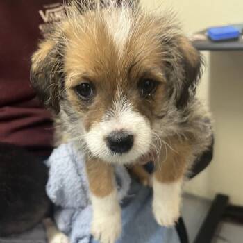 BABY RUTH -  Terrier and Mixed Breed Dog for Adoption in Richmond, California - BABY RUTH | PetCurious