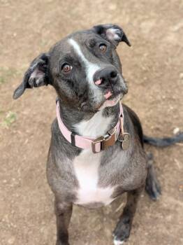 Catahoula Leopard Dog and Mixed Breed Dogs Available for Adoption - QUINN | PetCurious