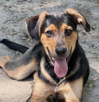 Black And Tan Coonhound and Great Pyrenees Dogs Available for Adoption in Heathsville, Virginia - Paddington | PetCurious