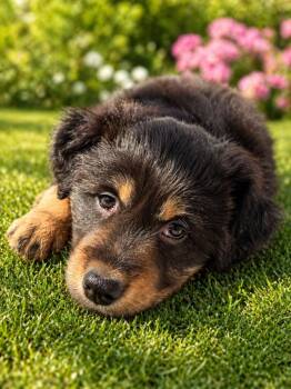 Australian Shepherd and Labrador Retriever Dogs Available for Adoption in Millcreek, Utah - Hansel | PetCurious