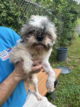 Lucky -  Mixed Breed Dog for Adoption in Alexandria, Virginia - Lucky | PetCurious