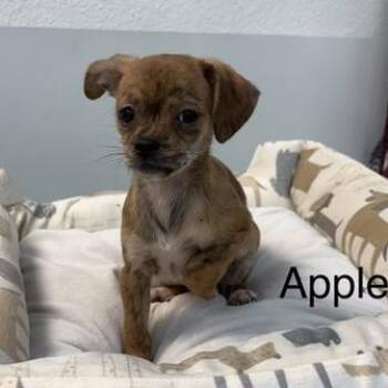 Chihuahua and Shih Tzu Dogs Available for Adoption - Apple | PetCurious