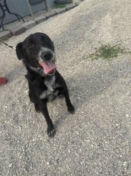 Tahlia -  Border Collie Dog for Adoption in Evansville, Indiana - Tahlia | PetCurious