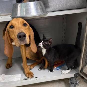 Drake -  Hound Dog for Adoption - Drake | PetCurious