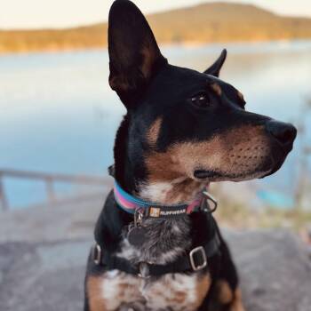Camper (Courtesy Post) -  Australian Cattle Dog Blue Heeler Dog for Adoption in Friday Harbor, Washington - Camper (Courtesy Post) | PetCurious