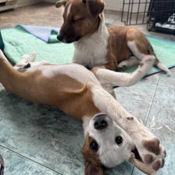 Australian Shepherd and Australian Cattle Dog Blue Heeler Dogs Available for Adoption in St. Peters, Missouri - Riley | PetCurious