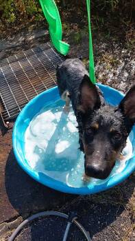 Little Baby Bear: at shelter -  German Shepherd Dog Dog for Adoption in Rustburg, Virginia - Little Baby Bear: At Shelter | PetCurious