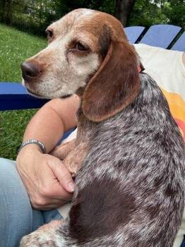 Petunia -  Beagle Dog Available for Adoption in Kimberlin Heights, Tennessee - Petunia | PetCurious