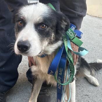 JASON -  Border Collie and Mixed Breed Dog for Adoption in Richmond, California - JASON | PetCurious
