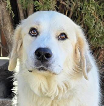 Great Pyrenees and Golden Retriever Dogs Available for Adoption - Jazzy Ms Juniper = O La La ! | PetCurious