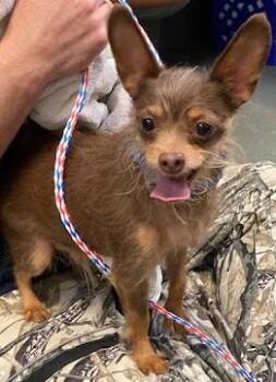 Radagast (& Galadriel) -  Mixed Breed Dog for Adoption in Fairfax, Virginia - Radagast (& Galadriel) | PetCurious