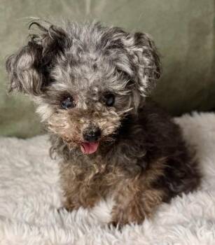 Poodle Dogs Available for Adoption - Gabriel | PetCurious