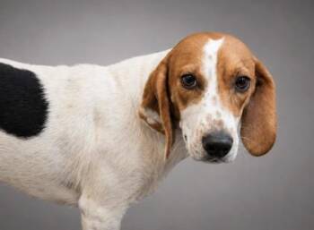 Amara -  Beagle and Mixed Breed Dog for Adoption in Bowling Green, Kentucky - Amara | PetCurious