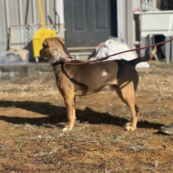 Labrador Retriever and Beagle Dogs Available for Adoption - Muttley 100601 | PetCurious