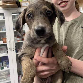Mixed Breed Dogs Available for Adoption in Eureka Springs, Arkansas - Mr. Feeny | PetCurious