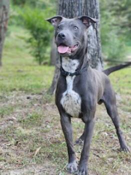 Rescue Pit Bull Terrier Dogs for Adoption in Burlington, New Jersey - Arnold | PetCurious