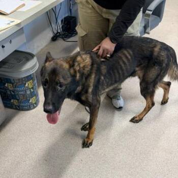 Wallace -  German Shepherd Dog Dog for Adoption in Horn Lake, Mississippi - Wallace | PetCurious