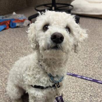 Bichon Frise and Mixed Breed Dogs Available for Adoption in Barnstable, Massachusetts - GASTON | PetCurious