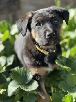 Rescue Shepherd Dogs for Adoption in Jackson, Wyoming - Iggy | PetCurious