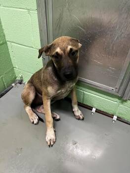 Pit Bull Terrier Dogs Available for Adoption in Nacogdoches, Texas - Okapi | PetCurious
