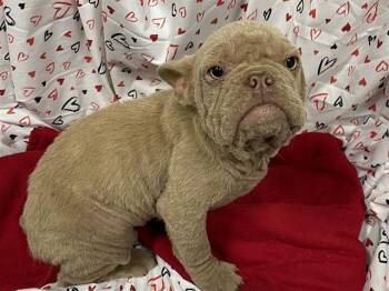 French Bulldog Dogs Available for Adoption - A606969 | PetCurious
