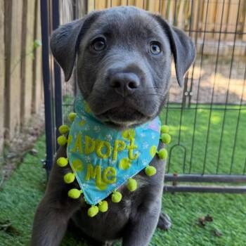 Labrador Retriever and Mixed Breed Dogs Available for Adoption in Griswold, Connecticut - Laskow | PetCurious