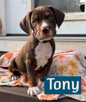 Tony -  Pointer Dog for Adoption in Southlake, Texas - Tony | PetCurious