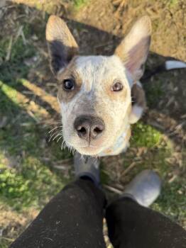 Cattle Dog Dogs Available for Adoption in Medford Lakes, New Jersey - Roux | PetCurious