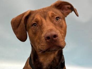 Rudy -  Pit Bull Terrier and Mixed Breed Dog for Adoption in Woodbury, Minnesota - Rudy | PetCurious