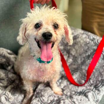 Kiki -  Bichon Frise Dog for Adoption in Buffalo, New York - Kiki | PetCurious