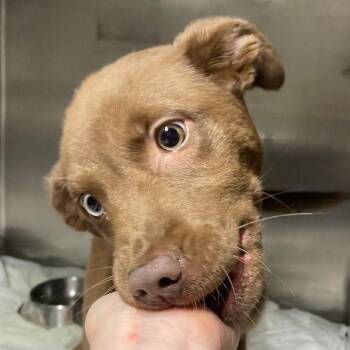 Australian Shepherd Dogs Available for Adoption - Crunch | PetCurious