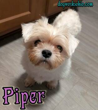 Rescue Shih Tzu Dogs for Adoption in Toledo, Ohio - Piper | PetCurious