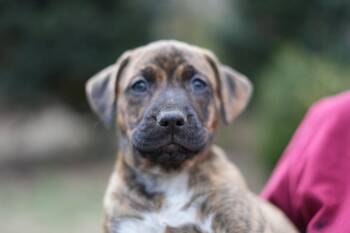 Weimaraner Dogs Available for Adoption - Maple | PetCurious