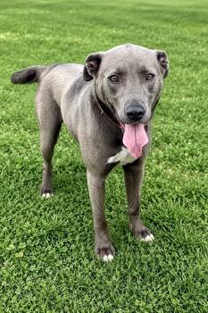 Bruno -  Mixed Breed Dog for Adoption in Maryville, Tennessee - Bruno | PetCurious