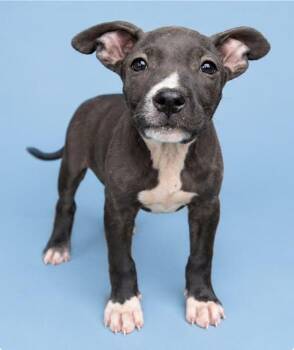 Puddle Jumper -  Pit Bull Terrier and American Staffordshire Terrier Dog for Adoption in Watertown, Connecticut - Puddle Jumper | PetCurious
