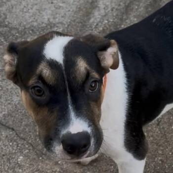 Maxim (20260622-02) -  Bernese Mountain Dog Dog for Adoption in Niagara Falls, Ontario - Maxim (20260622-02) | PetCurious