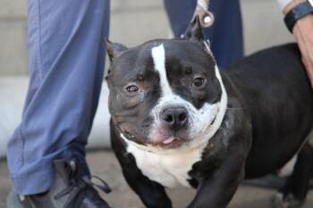American Bully Dogs Available for Adoption in West Hollywood, California - Bean | PetCurious