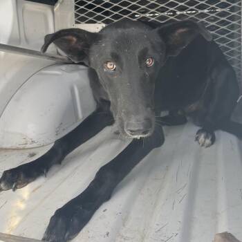 John Pork -  German Shepherd Dog Dog for Adoption in Edinburg, Texas - John Pork | PetCurious