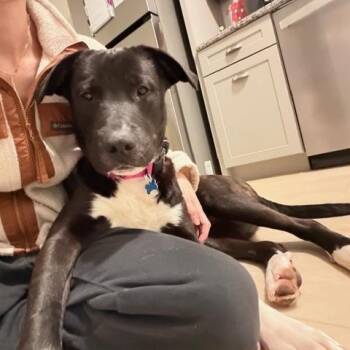 Mixed Breed Dogs Available for Adoption - Tigger | PetCurious