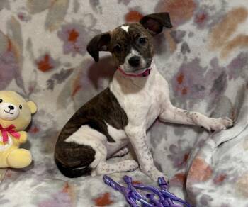 Chihuahua and Fox Terrier Dogs Available for Adoption in Corona, California - Buttons | PetCurious