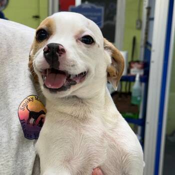 Paisano -  Brittany Spaniel and Miniature Dachshund Dog for Adoption in Newport, Tennessee - Paisano | PetCurious