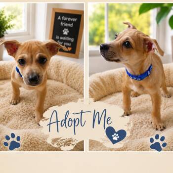 Papi -  Terrier and Chihuahua Dog for Adoption in Seal Beach, California - Papi | PetCurious
